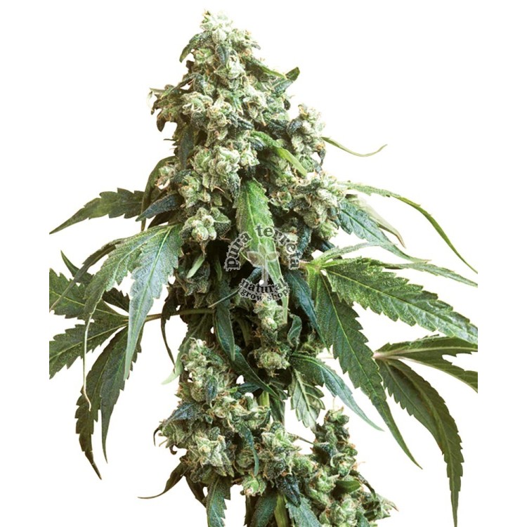 Jack Flash Regular Sensi Seeds Bank 