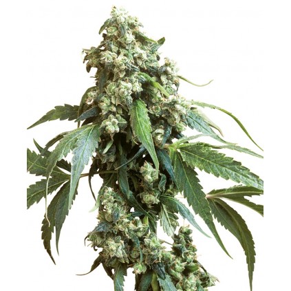 Jack Flash Regular Sensi Seeds Bank 