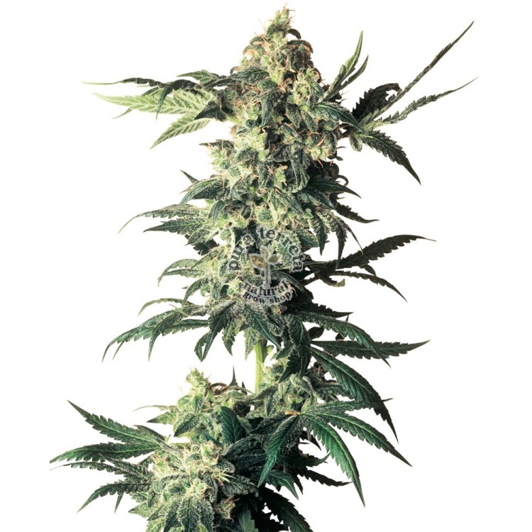 Northern Lights Regular Sensi Seeds Bank 