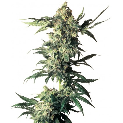 Northern Lights Regular Sensi Seeds Bank 