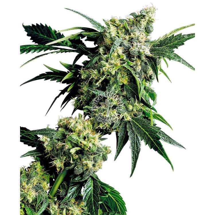 G13 x Hash Plant Regular Sensi Seeds Bank 