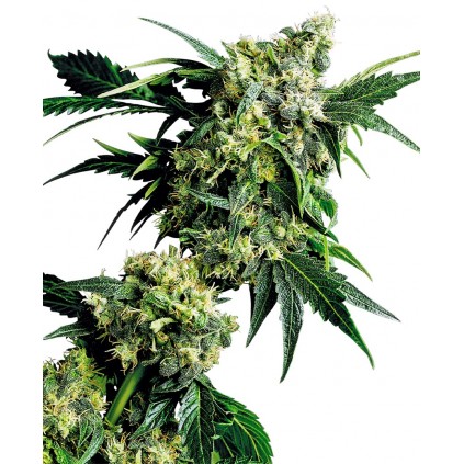 G13 x Hash Plant Regular Sensi Seeds Bank 