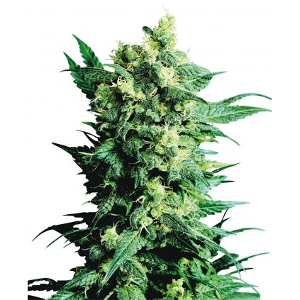 Shiva Shanti II Regular Sensi Seeds Bank 