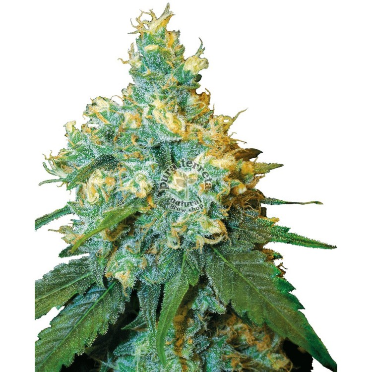 Jack Herer Regular Sensi Seeds Bank 