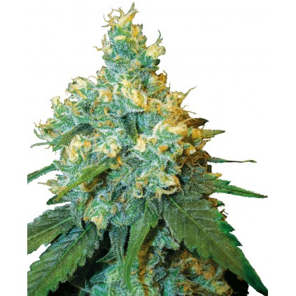 Jack Herer Regular Sensi Seeds Bank 
