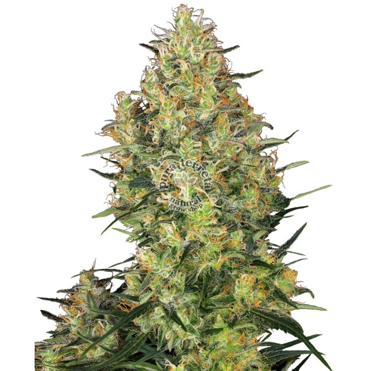 Shiva Skunk Regular Sensi Seeds Bank 