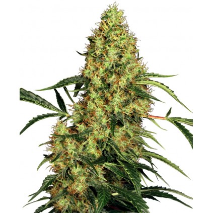 Mexican Sativa Regular Sensi Seeds Bank 