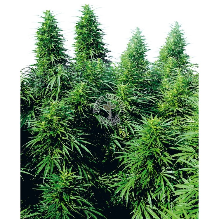 Ruderalis Skunk Regular Sensi Seeds Bank 