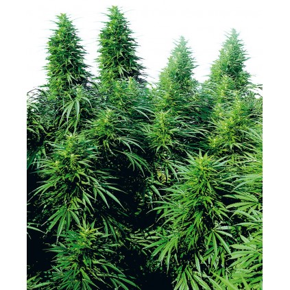 Ruderalis Skunk Regular Sensi Seeds Bank 