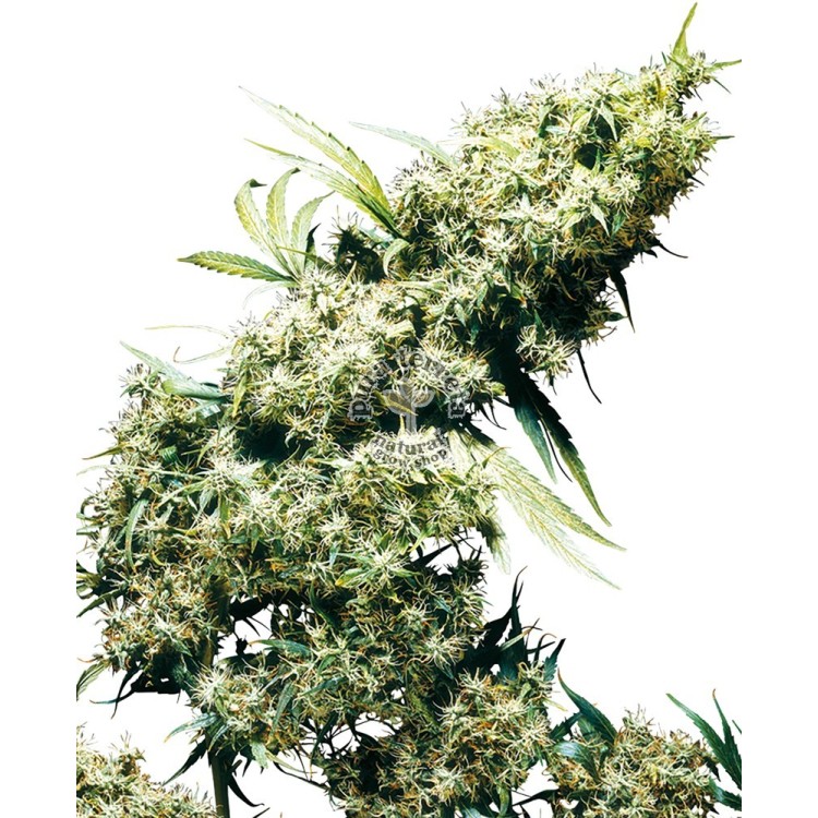 Jamaican Pearl Regular Sensi Seeds Bank 