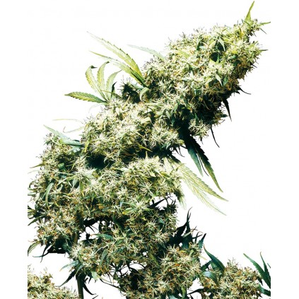 Jamaican Pearl Regular Sensi Seeds Bank 