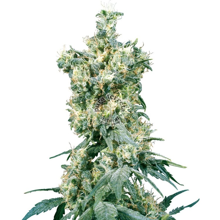 American Dream Regular Sensi Seeds Bank 