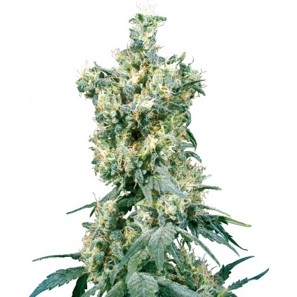 American Dream Regular Sensi Seeds Bank 