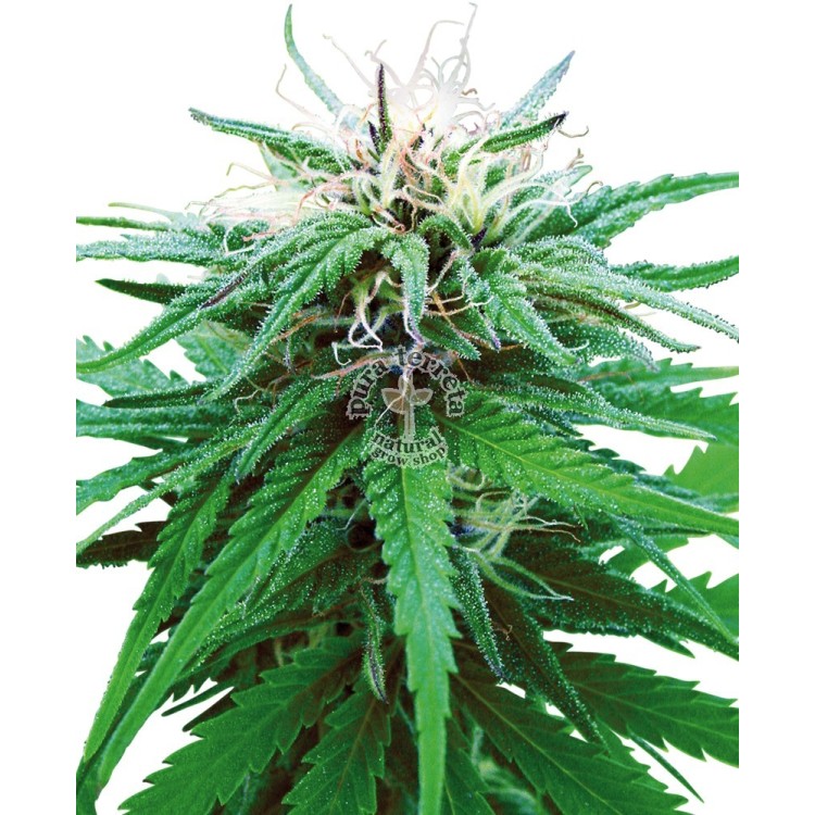 Ruderalis Indica Regular Sensi Seeds Bank 