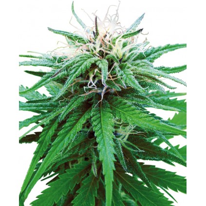 Ruderalis Indica Regular Sensi Seeds Bank 