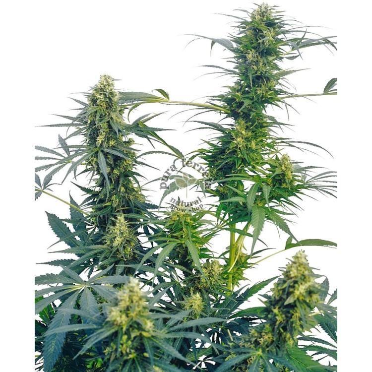 Guerrilla`s Gusto Regular Sensi Seeds Bank 