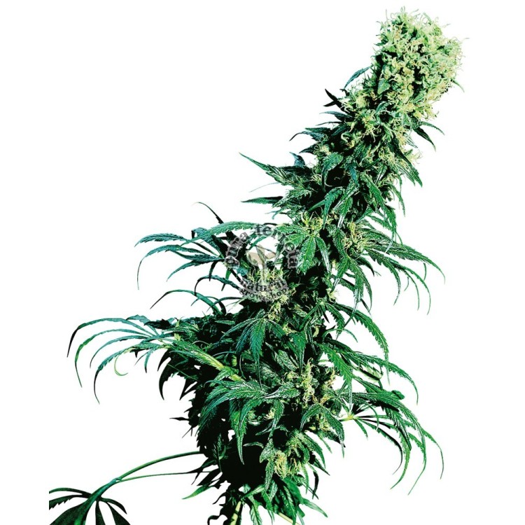 Early Pearl Regular Sensi Seeds Bank 