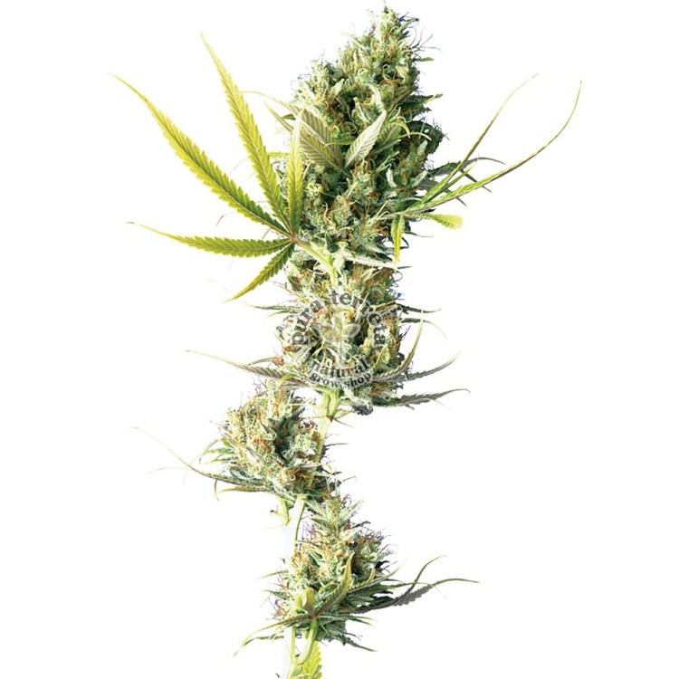 Durban Regular Sensi Seeds Bank 