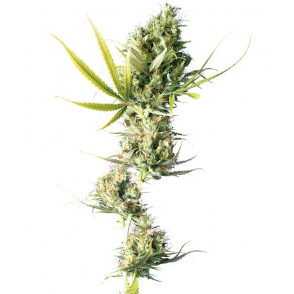 Durban Regular Sensi Seeds Bank 
