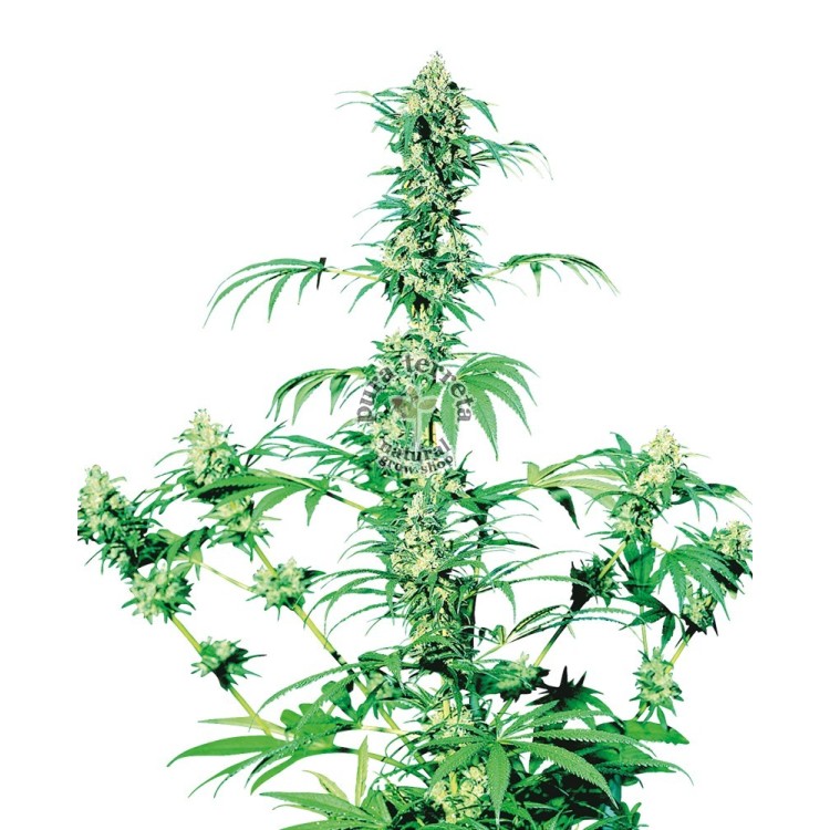 Early Girl Sensi Seeds Bank 