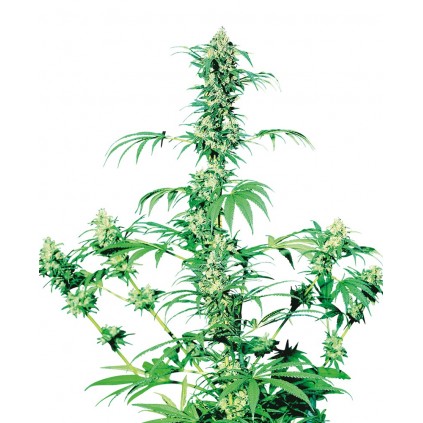 Early Girl Sensi Seeds Bank 