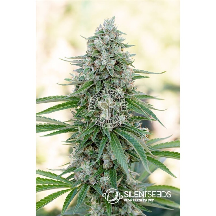 Critical Mango Silent Seeds
