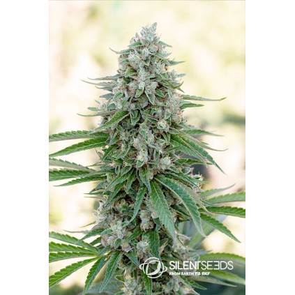 Critical Mango Silent Seeds