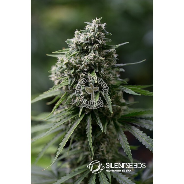 Critical 2.0 Silent Seeds
