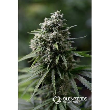 Critical 2.0 Silent Seeds
