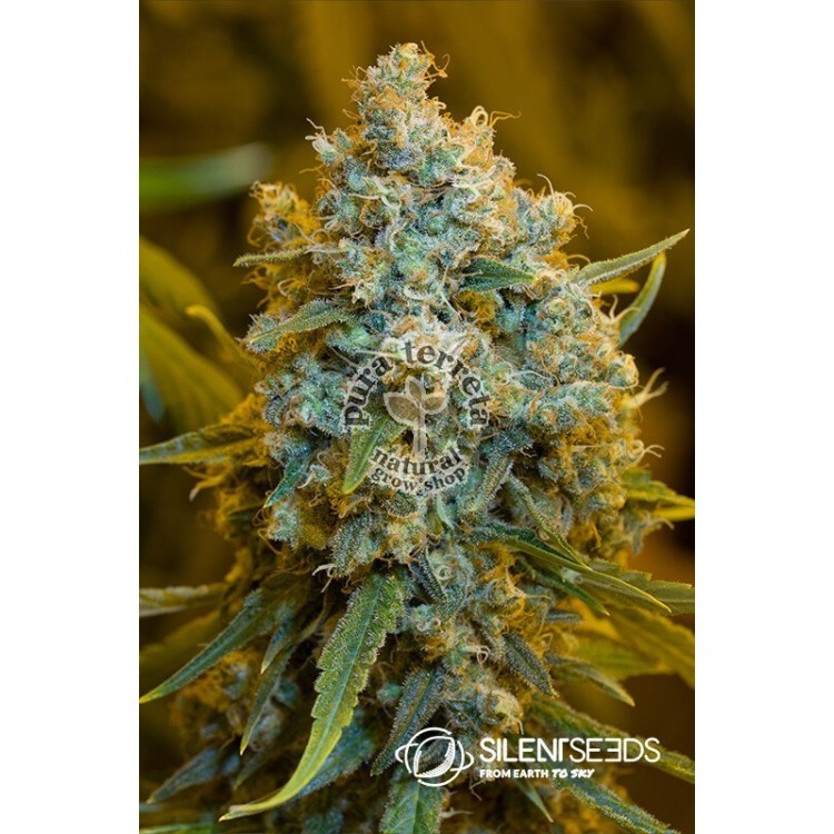 Critical Jack Silent Seeds