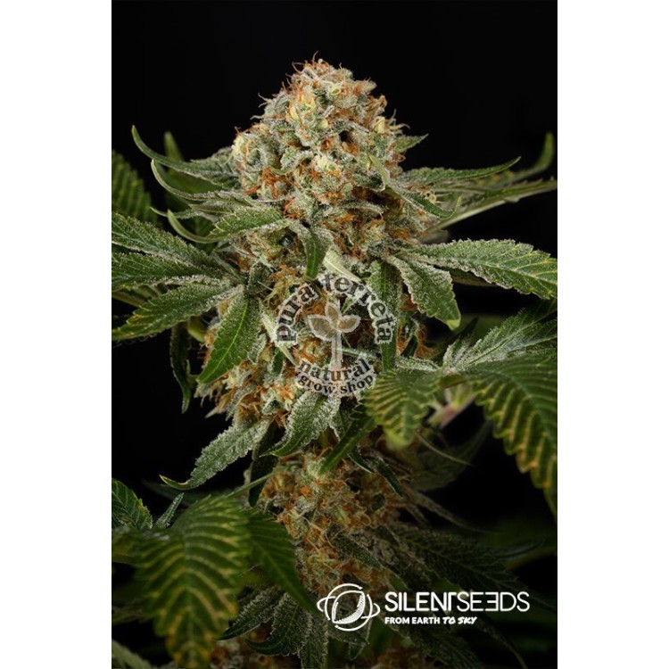 Og Kush Silent Seeds