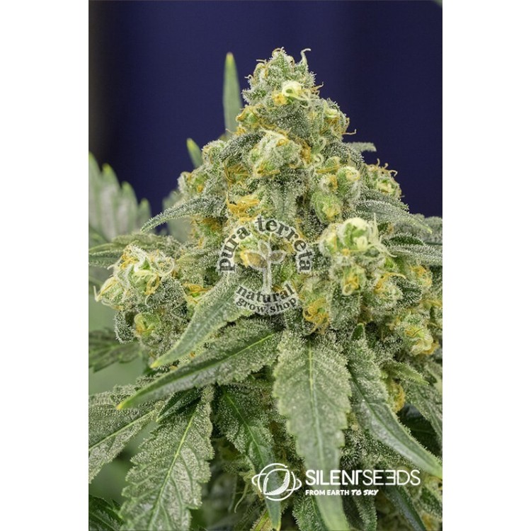 White Widow Silent Seeds