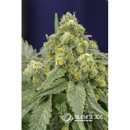 White Widow Silent Seeds