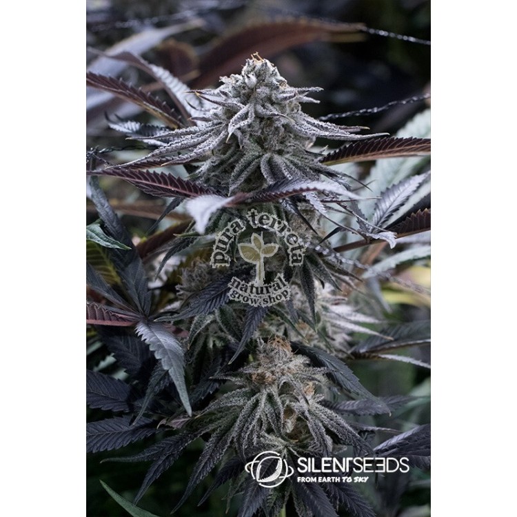 Grape Juice Silent Seeds