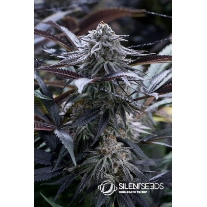 Grape Juice Silent Seeds