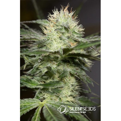 Lemon Sorbet Silent Seeds