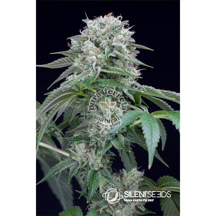 Starfire OG Silent Seeds