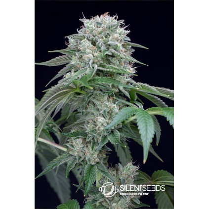 Starfire OG Silent Seeds