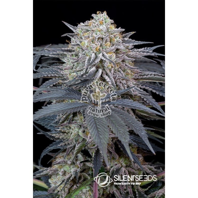 Watermelon Runtz Silent Seeds