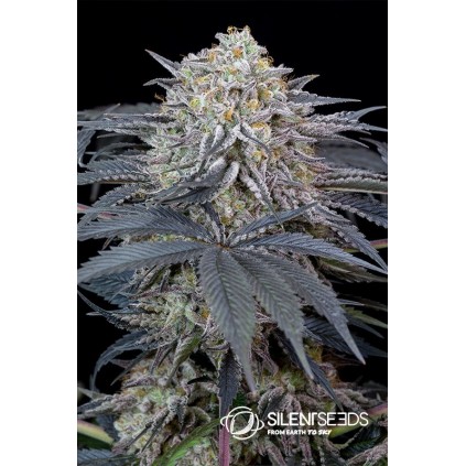 Watermelon Runtz Silent Seeds