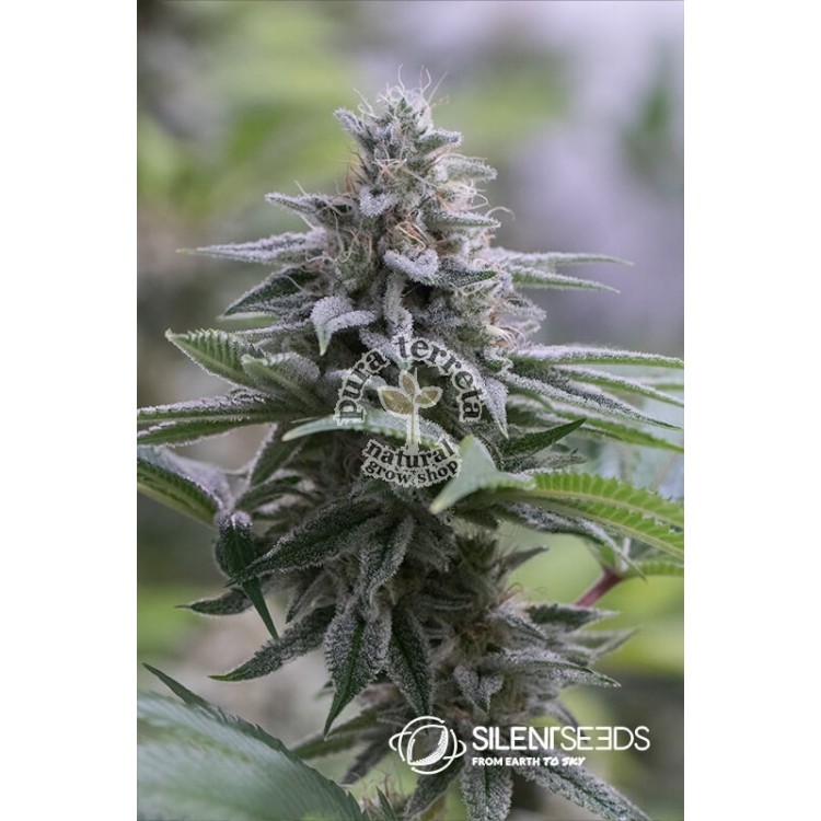 Zkittlez 2.0 Silent Seeds