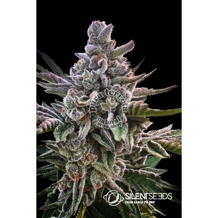 Acai Jelly Silent Seeds & Sherbinskis