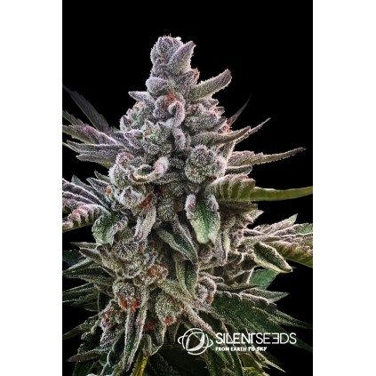 Acai Jelly Silent Seeds & Sherbinskis