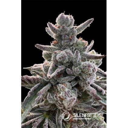 Polar Gelato Silent Seeds & Sherbinskis