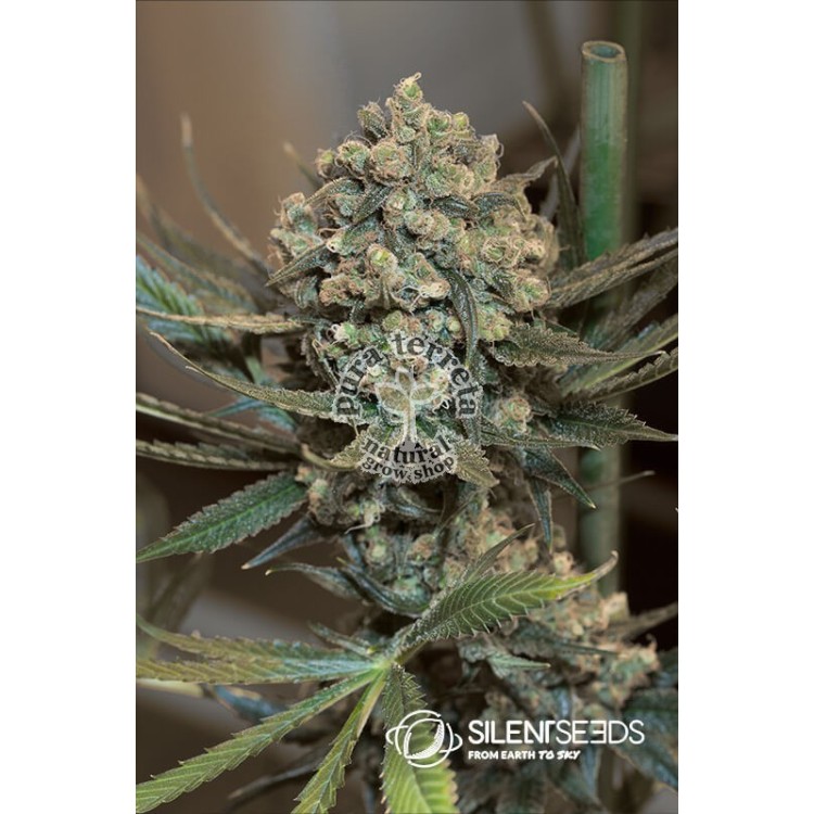 Critical + 2.0 Auto Silent Seeds