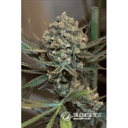Critical + 2.0 Auto Silent Seeds