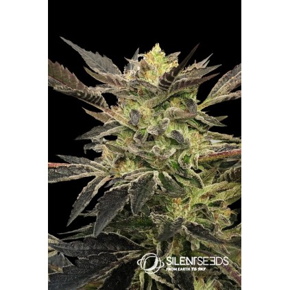 Pink Sunset Auto Silent Seeds & Sherbinskis