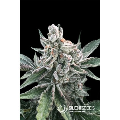 Polar Gelato Auto Silent Seeds & Sherbinskis