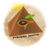 PYRAMID SEEDS