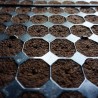 Propagación de semillas, esquejes-clones